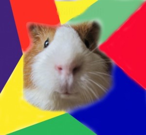 Create meme: Guinea pig, guinea pig, Typical guinea pig