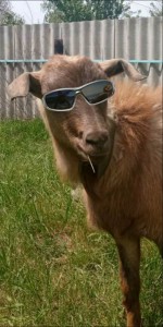 Create meme: funny goat, funny animals, Pets