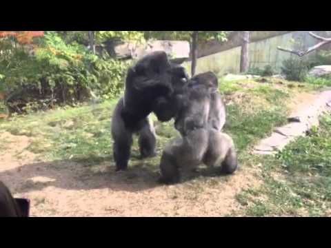 Создать мем: горилла нападает, горилла, драка горилл