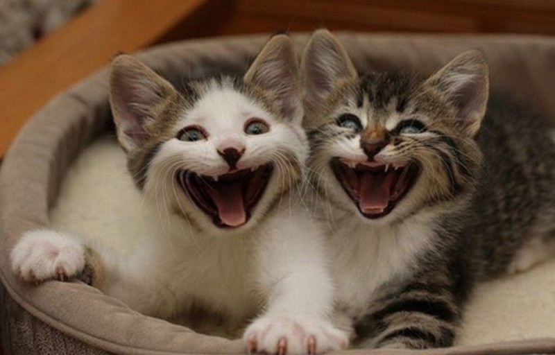 Создать мем: милые котики, улыбающаяся кошка, смеющийся кот