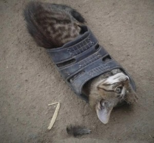 Create meme: the cat shat in the shoe, the cat in boots, the cat took a shit in his sneakers