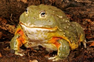 Create meme: frogs, the bull frog, African bull frog