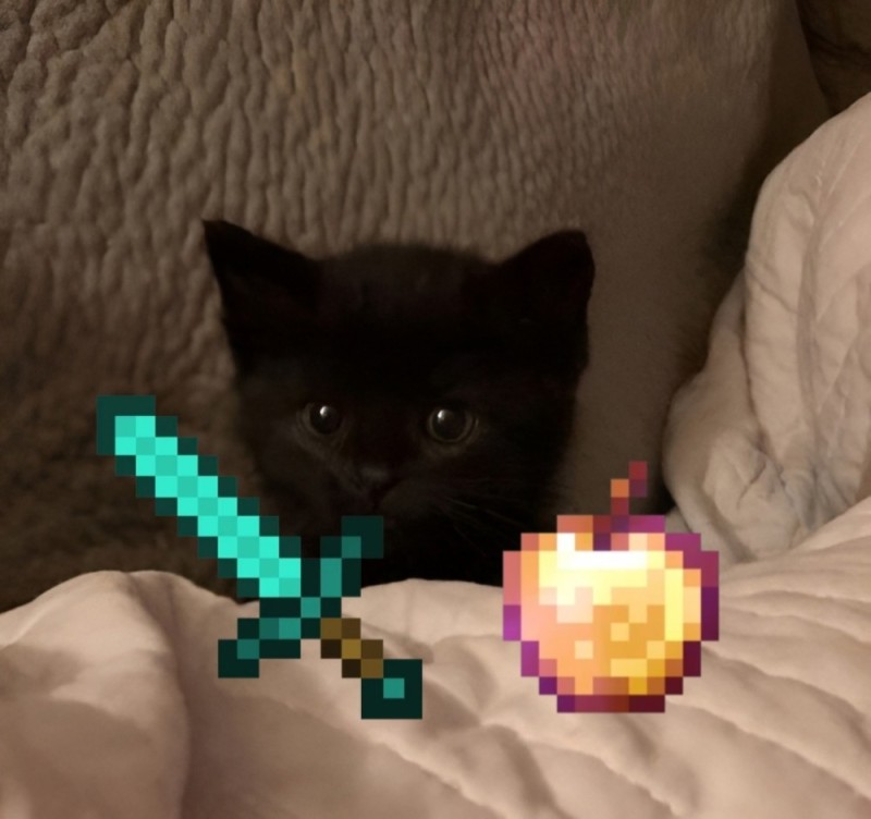 Create meme: picchi with cats, black cat , cat 