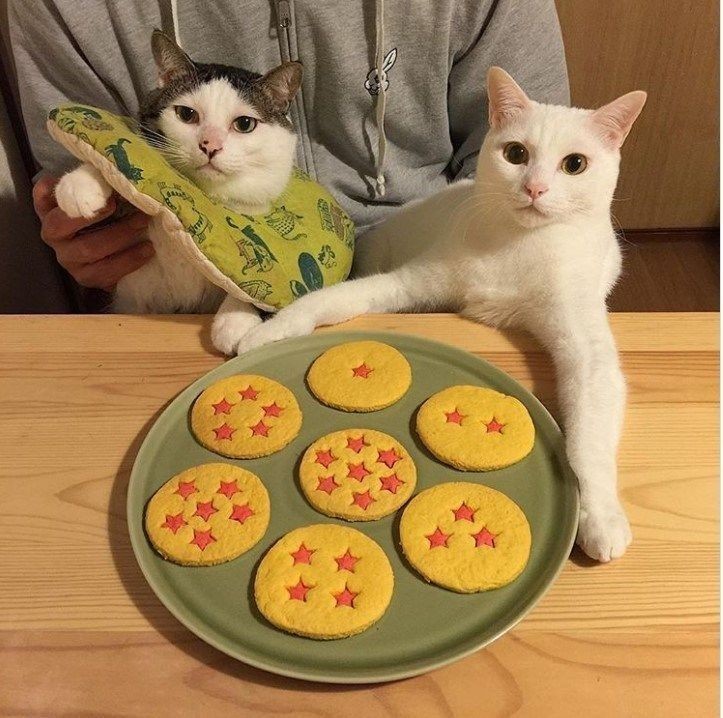 Create meme: cats are food, cat with cookies, the cat with the pancakes 