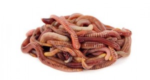 Создать мем: красный калифорнийский червь, черви, червь на белом фоне
