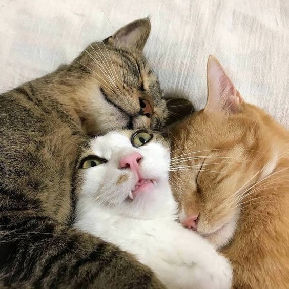 Create meme: cats love, cute cats funny, hugging cats