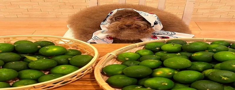 Create meme: green feijoa fruit, feijoa, feijoa with sugar