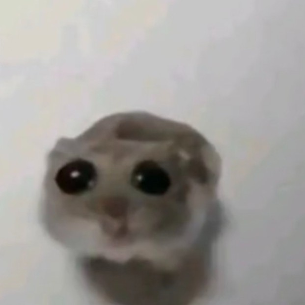 Create meme: sad hamster, A hamster with big eyes, meme hamster 