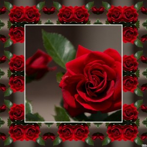 Create meme: pictures gifs animation gorgeous large roses, postcard, red rose on black background