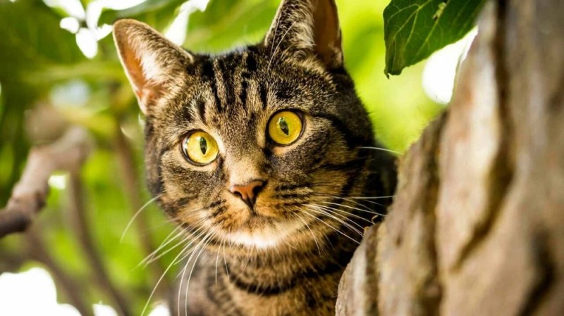 Create meme: cat on a tree, cats, European shorthair tabby