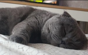 Create meme: sleeping cat, British cat, British Shorthair