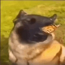 Create meme: A dog with a butterfly on its nose, a dog with a butterfly, a dog with a butterfly on its nose meme