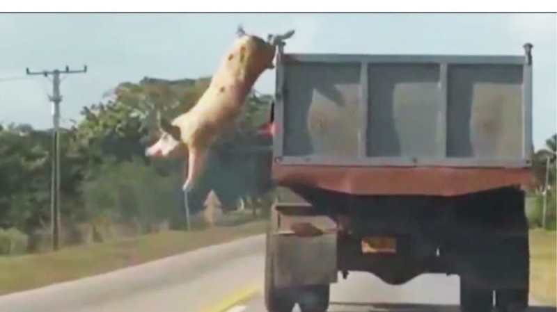 Создать мем: свинья в машине, свинья прыгает из грузовика, грузовик со свиньями