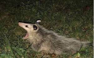Create meme: water opossum, Virginia opossum, possum
