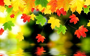 Create meme: autumn, autumn leaves, autumn background