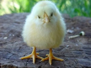 Create meme: chickens daily, broiler, a baby chick