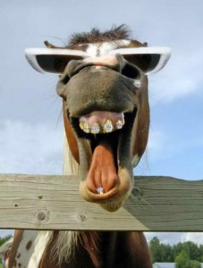 Create meme: photoshop, donkey, the horse is scary