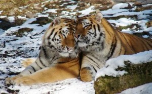 Create meme: tiger beautiful, two tigers, the Amur tiger