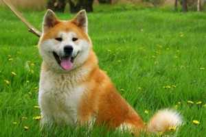 Создать мем: собака хатико, какая порода у хатико из фильма, японская акита ину