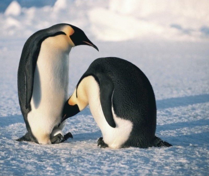 Create meme: penguin , penguins of the South Pole, penguins penguin