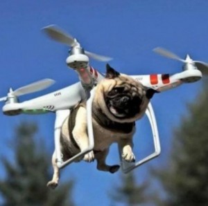 Create meme: quadcopter drone, flying pug, the pug on the quadcopter