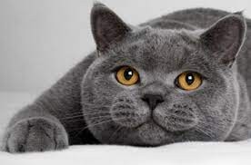 Create meme: british shorthair cat, cat British, british shorthair cat with straight ears
