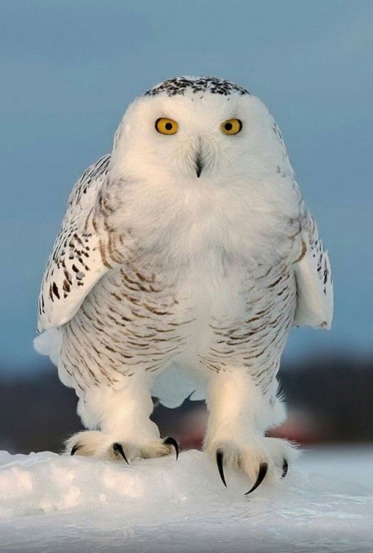Create meme: polar owl, white owl, white owl