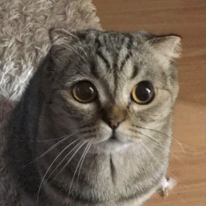 Create meme: lop-eared, cat Scottish, Scottish fold cat