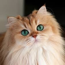 Create meme: cat, the cat is long-haired with eyes, seals