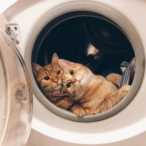 Create meme: washer and cat picture, funny cats, Cat