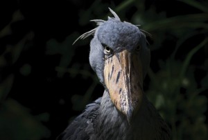 Create meme: boinkology the shoebill, the shoebill Heron Royal, the shoebill
