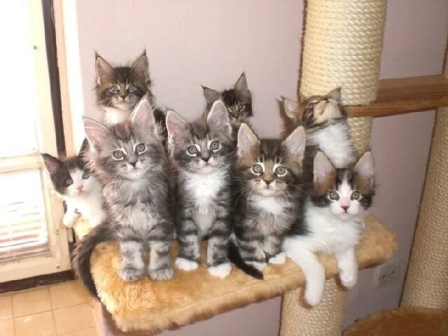 Create meme: Maine Coon kittens , cat Maine Coon, meikun cats