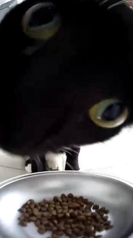 Create meme: cat food, cat , cat 