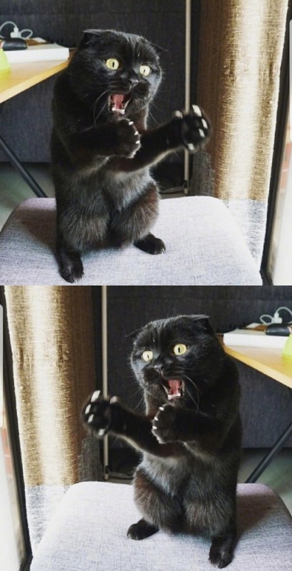 Create meme: Black cat, cat smudge, angry black cat