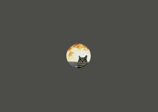 Create meme: The moon cat, moon cat, cat on moon background