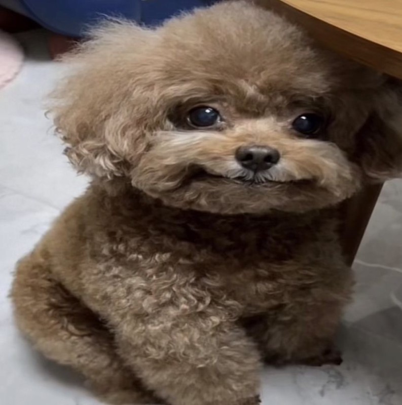 Create meme: miniature poodle, maltipu breed dog, teddy the poodle maltipu