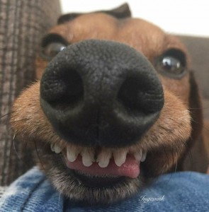Create meme: Dachshund dog, Dachshund smiling, funny dog