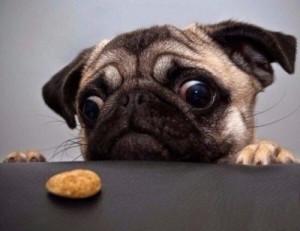 Create meme: funny pictures of animals, dog, pug