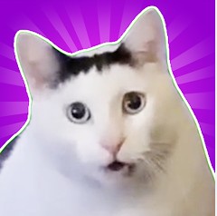 Create meme: meme cat , cat , meme cats