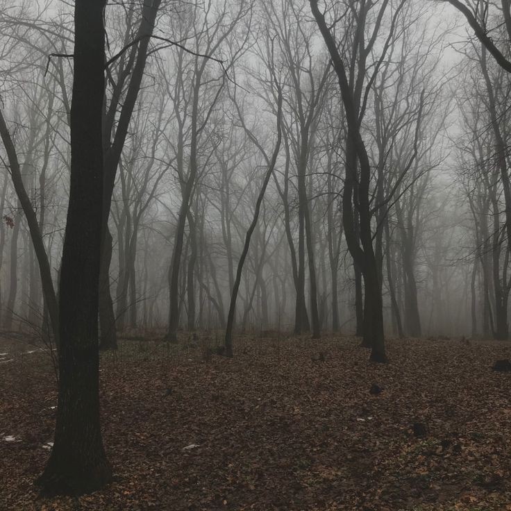 Create meme: forest , twilight forest, forest fog