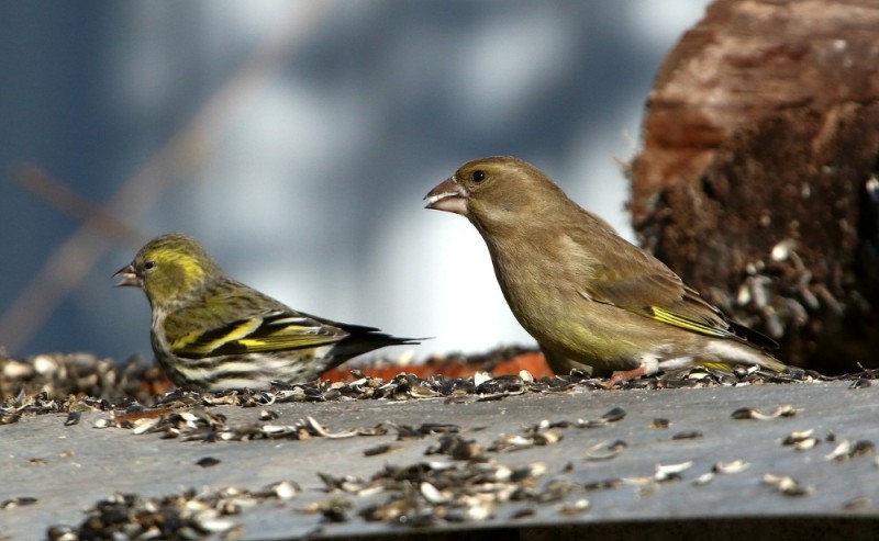 Create meme: the bird is an ordinary green bird, common greenfinch finches, forest green canary