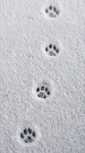 Create meme: snow, wolf tracks in the snow, squirrel footprints in the snow