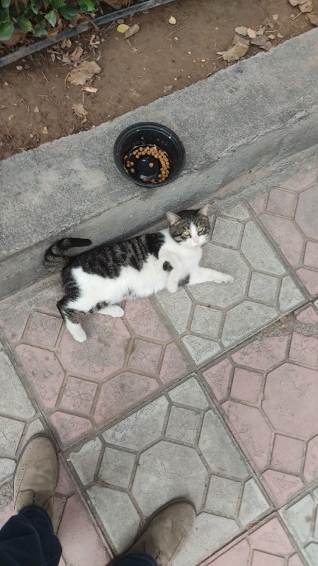 Create meme: sitting cat, seals , cat 