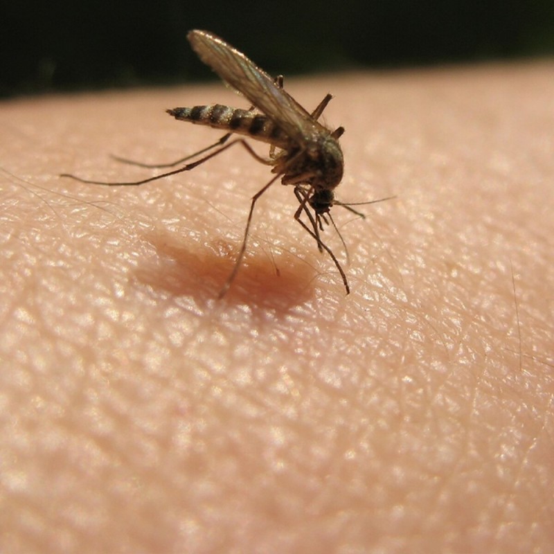 Создать мем: комары и мошки, комар укус, комар