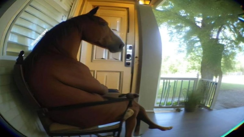 Create meme: horse in the apartment, horse , horse on the balcony