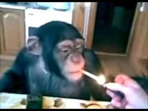 Создать мем: курящая обезьяна, обезьяна курит ржач, обкуренная обезьяна