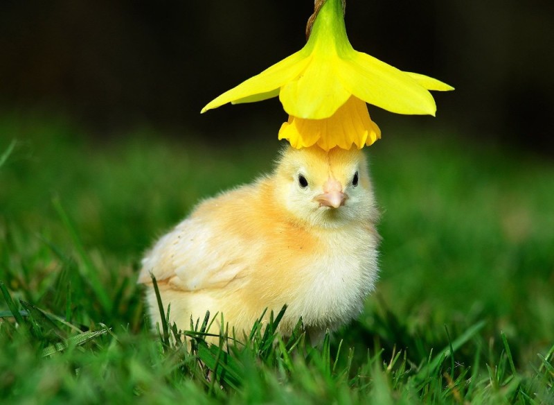 Create meme: the chick is yellow, beautiful chicks, the chick is cute