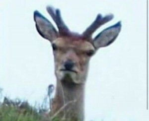 Create meme: deer animal, animal deer, deer