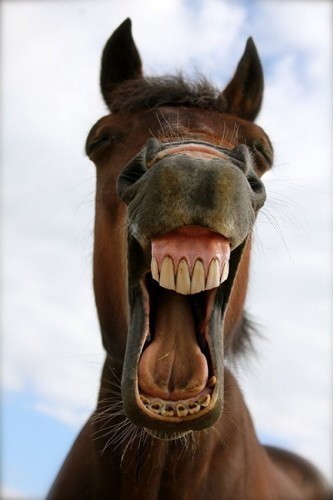 Create meme "horse horse, muzzle the horses, neighing horse pictures