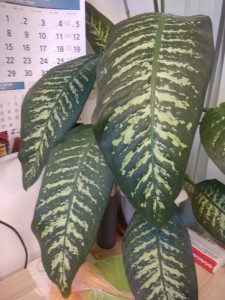 Create meme: spotted dieffenbachia, spotted dieffenbachia leaf, dieffenbachia tropic snow